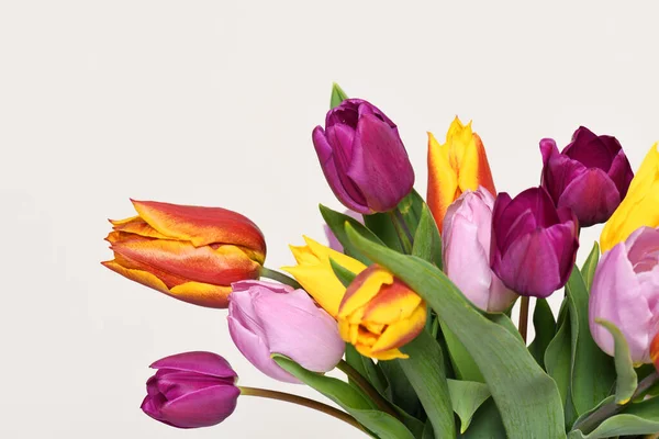 Barevné tulipány — Stock fotografie