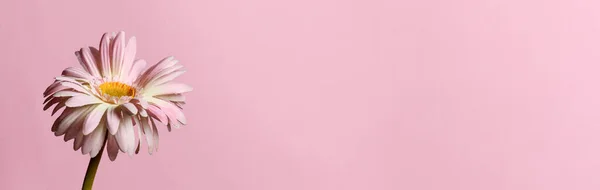 Rózsaszín gerbera közelről — Stock Fotó