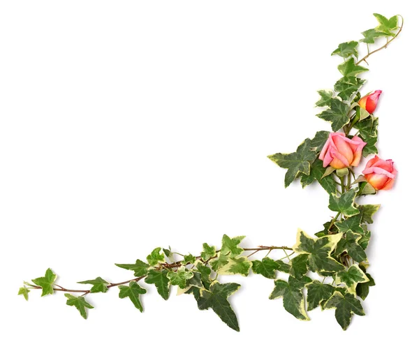 Rama Gałązek Bluszczu Róż Różowych — Zdjęcie stockowe