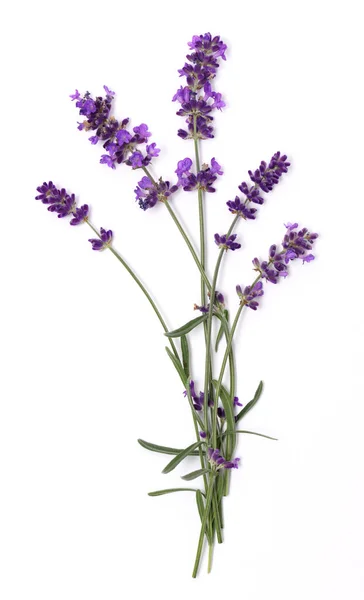 Lavendel Blommor Isolerad Vitt — Stockfoto