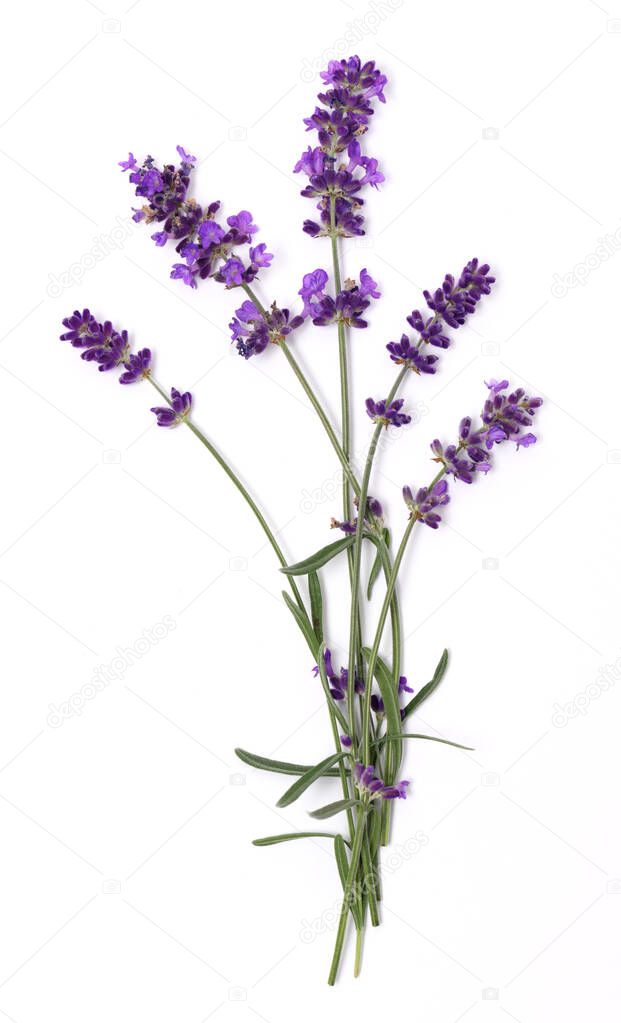 Lavender flowers close up isolated on white