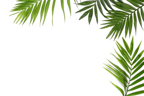 Palmbladeren Witte Achtergrond — Stockfoto