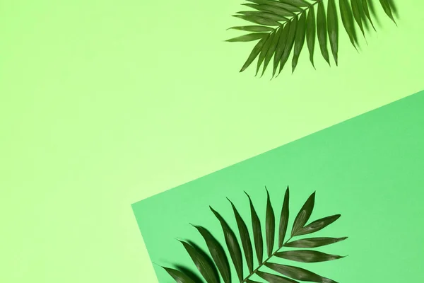 绿皮书背景上的棕榈叶 — 图库照片