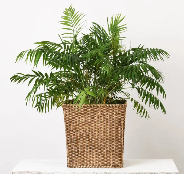 Belle Plante Intérieur Palmier Sur Blanc — Photo