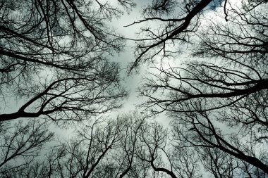 Orman Orman ağaçları alt görüntülemek bir bulutlu gün gri gökyüzü doğa arka plan fotoğraf Park'ta yaprakları olmadan dalları ile sonbahar kış