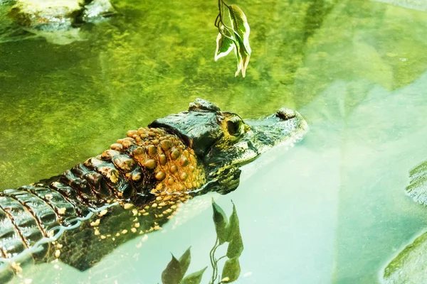 Vilda tropiska exotiska djur krokodil simma i vatten som har färgglada huden naturlig utomhus koncept — Stockfoto