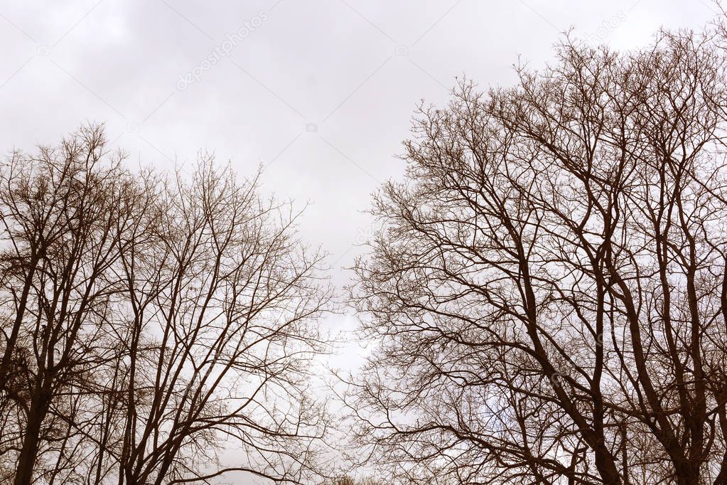 Jungle forest trees view in autumn winter season with branches without leaves at a park in a cloudy day grey sky nature vintage retro background photo