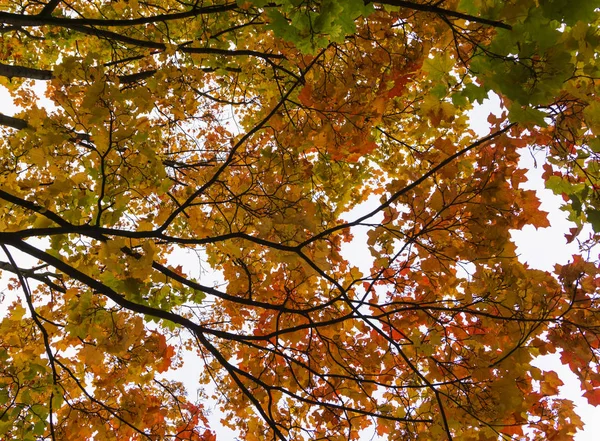 Осеннее осеннее дерево в лесу с коричневыми ветвями и желтыми оранжево-зелеными листьями в парке на солнечном фоне в солнечный день — стоковое фото