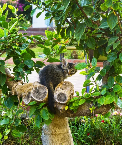 Niedliche kleine Katze sitzt zwischen Baumblättern im Park an einem sonnigen klaren Sommerfrühlingstag Outdoor-Bild — Stockfoto
