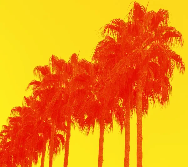 Ilustração de séries de palmeiras tropicais exóticas na estação de primavera de verão com ramos longos e folhas grandes em um dia ensolarado natural fundo amadeirado imagem amarelo laranja vermelho — Fotografia de Stock