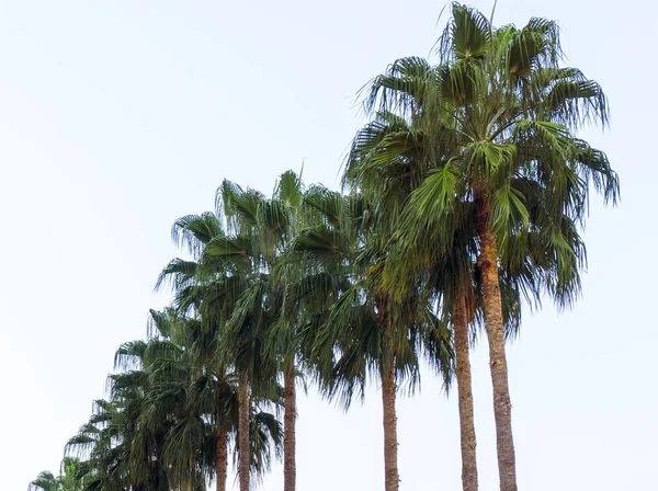 Series of  tropical exotic palm trees in summer spring season with long branches and large green leaves in a sunny day natural woody background image — Stock Photo, Image