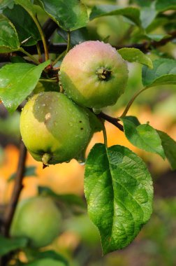 Taze Organik Elmalar