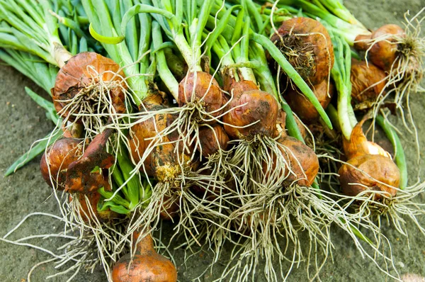 Taze kazılmış soğan soğanları yerde.