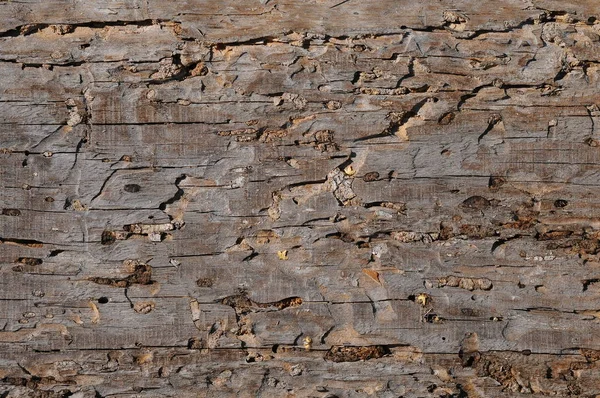 Rozmazlený dřevo. Zkažené dřeva v důsledku nesprávného zacházení. — Stock fotografie