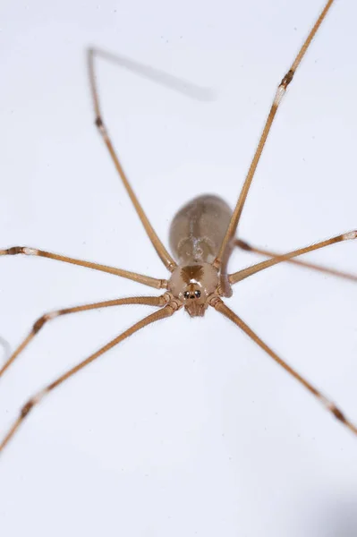 Spider primo piano sul muro — Foto Stock