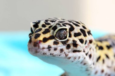Sevimli leopar gecko (eublepharis macularius) mavi zemin üzerine Close-Up