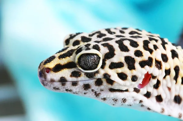 Close-up of Cute leopard gecko (eublepharis macularius) on blue background — Stock Photo, Image