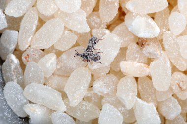 Virüslü böcekleri pirinç weevil. Weevil böcekler pirinç tahıl yemek