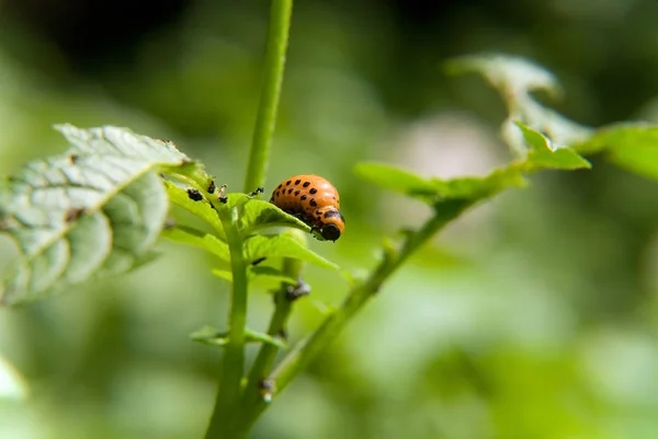 The colorado beetle's larva feeding on the potato leaf. — Stock Photo, Image