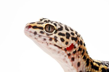 Eublepharis. Close-Up sevimli leopar gecko (eublepharis macularius)