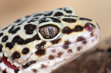 Eublepharis. Close-Up sevimli leopar gecko (eublepharis macularius)