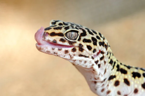 Эублефарис. Крупный план симпатичного леопардового геккона (eublepharis macularius ) — стоковое фото