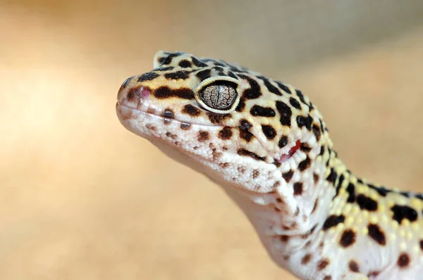 Eublepharis. Close-up of Cute leopard gecko (eublepharis macularius) — Stock Photo, Image