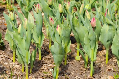 Lale lahanası. Lale çiçek yatağı. Bahar bitkiler, tomurcukları.