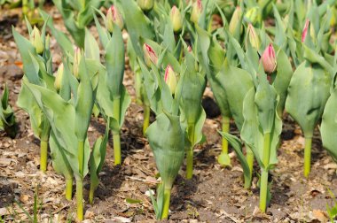 Lale lahanası. Lale çiçek yatağı. Bahar bitkiler, tomurcukları.