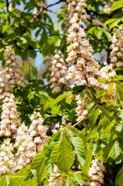 Çiçek ve yaprakları kestane