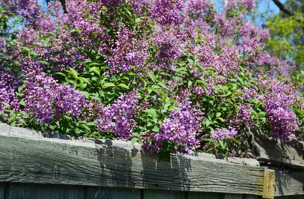 Lilas púrpuras. Arbusto lila púrpura floreciendo en el día de primavera. Rama con flores de primavera lila —  Fotos de Stock