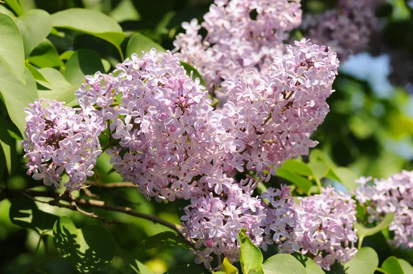 Branche de fleurs lilas avec les feuilles, fond floral. Branche avec fleurs lilas printanières — Photo