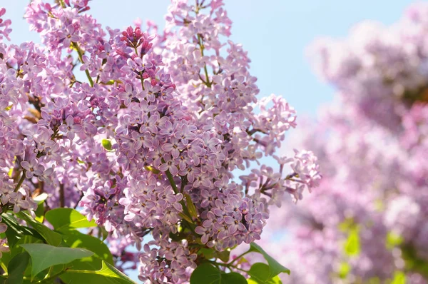 Branche de fleurs lilas avec les feuilles, fond floral. Branche avec fleurs lilas printanières — Photo