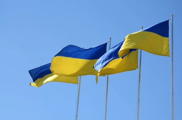 Drapeaux ukrainiens dans le vent sur fond de ciel bleu — Photo
