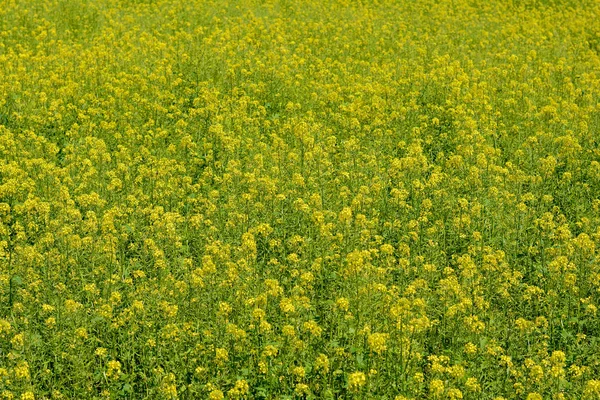 Campo di maturazione (Brassica napus). Aumento dello stupro per la produzione di biocarburanti e olio di colza . — Foto Stock