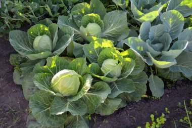 Taze hasat organik lahana GDO olmadan. Beyaz lahana büyüyor. Lahana ile yataklar. 