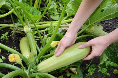 Taze kabak hasat erkek. Kabak ekimi. Genç kabak toplama. Büyüyen genç squash kadın bahçede el
