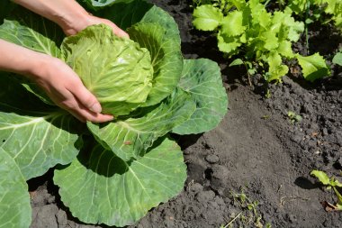 Erkek bir taze lahana hasat. Lahana yetiştiriciliği. Genç lahana tespit. Bahçedeki kadın elinde büyüyen genç lahana