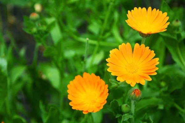 Calendula officinalis. Achtergrond met bloeiende bloemen calendula, Goudsbloem. — Stockfoto