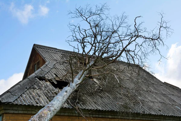 Telhado de amianto ardósia danificado por uma árvore caída. Pinheiro seco que caiu na casa abandonada com telhado de amianto . — Fotografia de Stock