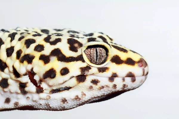 Eublepharis. Primer plano de Cute gecko leopardo (eublepharis macularius ) — Foto de Stock