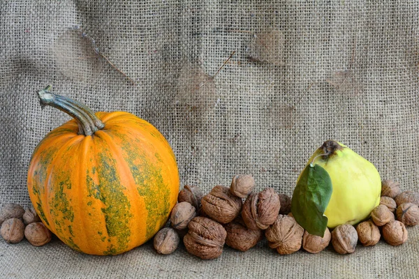 Autumn still life of pumpkin, walnuts and quince on a background of burlap. Autumn harvest. Pumpkins on burlap