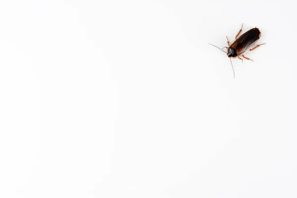 Una gran cucaracha marrón sobre un fondo blanco . —  Fotos de Stock