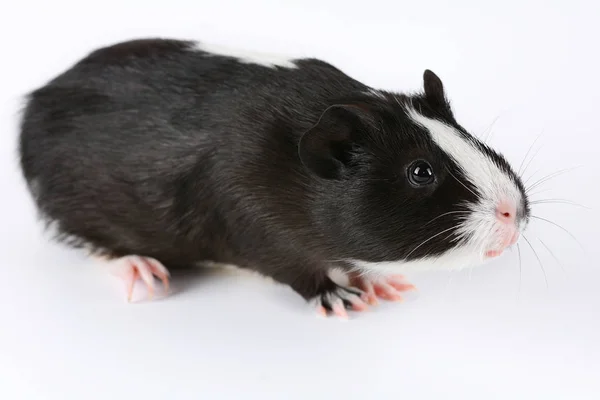 Porträt Von Niedlichen Meerschweinchen Auf Weißem Hintergrund — Stockfoto