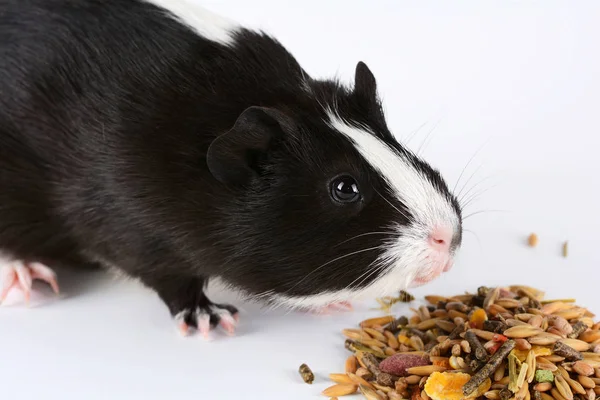 可爱的豚鼠在白色背景的肖像 豚鼠吃 Vitaminized — 图库照片
