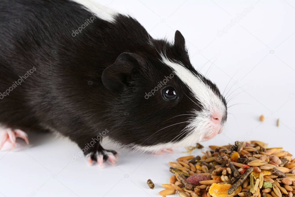 Portrait of cute guinea pig on white background. Guinea Pig Eats Vitaminized Feed