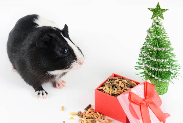 Retrato Lindo Conejillo Indias Fondo Navidad Cerdo Guinea Come Pienso — Foto de Stock