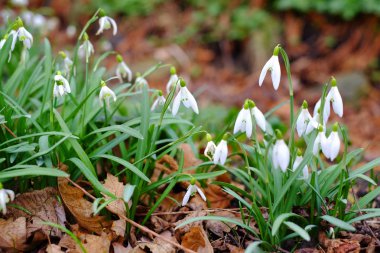 İlk Bahar kardelen çiçekleri