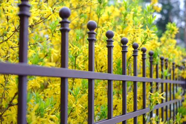 Image Beautiful Decorative Metal Fence Artistic Forging Spring Flowers Background — Stock Photo, Image