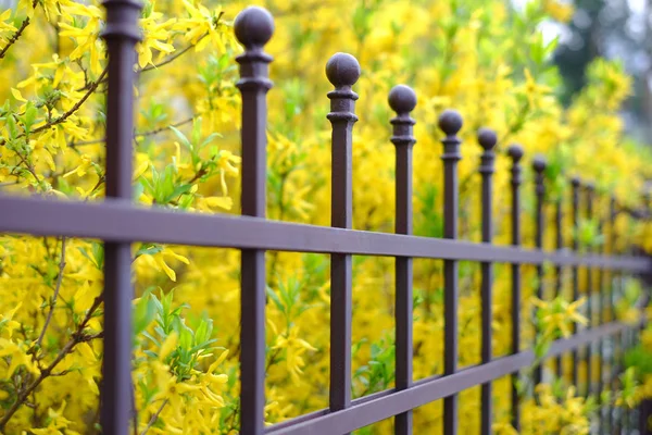 芸術的な鍛造と美しい装飾的な金属のフェンスのイメージ 春の花の背景 鉄ガードレールをクローズ アップ — ストック写真